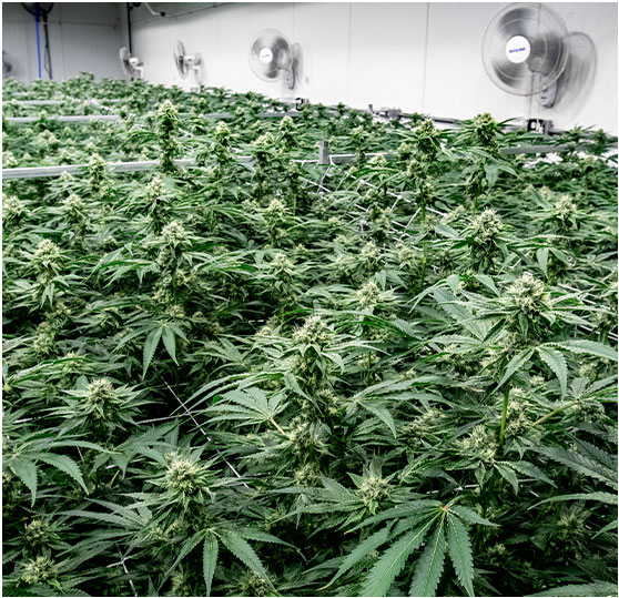 Fertigation Room