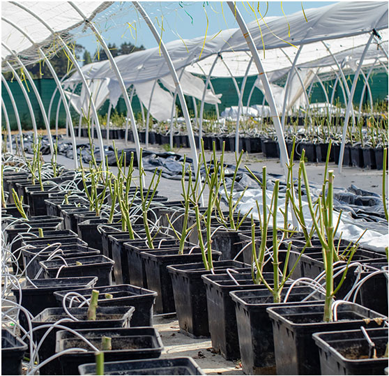 Fertigation Room