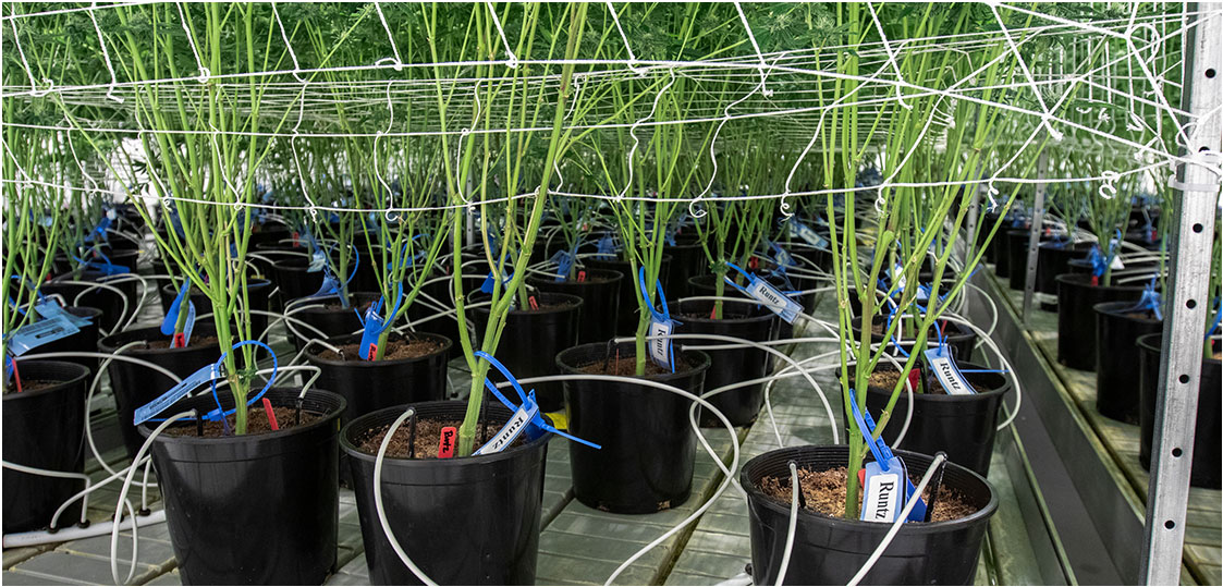 Fertigation Room